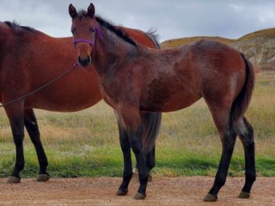 Top Gun Granite JW <BR> AQHA 6258518